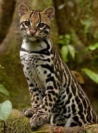 ocelot.png